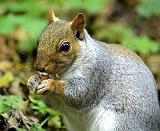 Grey Squirrel 9P52D-127
